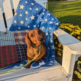 Dachshund All Grown Up from MoonLight Dachshunds