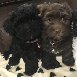 Havanese Puppies from Homeward Havanese, LLC