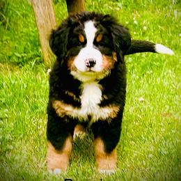 Christine OFA - Black rust and white female Bernese Mountain Dog puppy in Strasburg, Ohio from Lois Allison