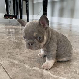 French Bulldog Puppies from Blue Lotus Frenchies