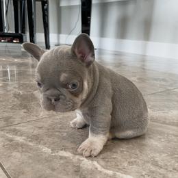 French Bulldog Puppies from Blue Lotus Frenchies