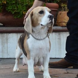 Azul - Beagle