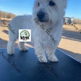 Riley - West Highland White Terrier