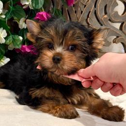 Diamond Springs Alexander The Great - Blue and gold male Yorkshire Terrier puppy in Placerville, California from Diamond Springs Boutique