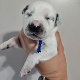 Moon Shoes - White and black male Dalmatian puppy in Gray, Georgia from Fuller Spots