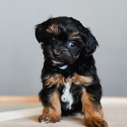 Bernedoodle, Goldendoodle, Poodle, Schnoodle, and Sheepadoodle Puppies from Boise Doodle Co.