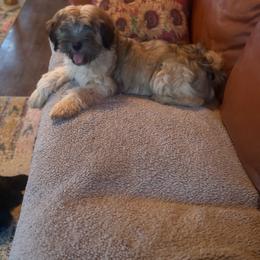 Bernice - Fawn female Tibetan Terrier puppy in Hastings, Michigan from Perrin Bouviers