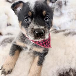 Berkshire - Blue speckled male Australian Cattle Dog puppy in Pierpont, Ohio from Spotted Ewe ACDs