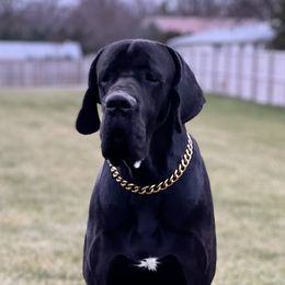 Excalibur - Great Dane