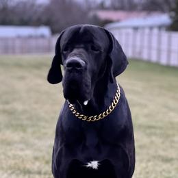 Excalibur - Great Dane
