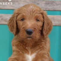 Greg - Goldendoodle puppy in Travelers Rest, South Carolina from Austin Doodle Ranch