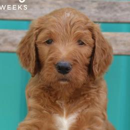 Greg - Goldendoodle puppy in Travelers Rest, South Carolina from Austin Doodle Ranch