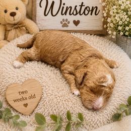Winston - Red  male Goldendoodle puppy in North Branch, Michigan from Graceful Miniature Goldendoodles