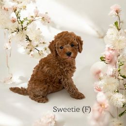 Sweetie - Red  Poodle puppy in Queen Creek, Arizona from Poised Poodles