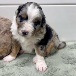 Kanteen - Blue merle female Aussiedoodle puppy in Heber City, Utah from Junipersdoodles