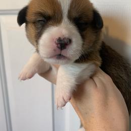 Snowflake - Red male Pembroke Welsh Corgi puppy in Cumming, Georgia from Carter’s Corgis LLC
