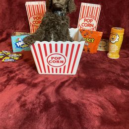 Poodle Puppies from Glory Bound Farm & Kennel