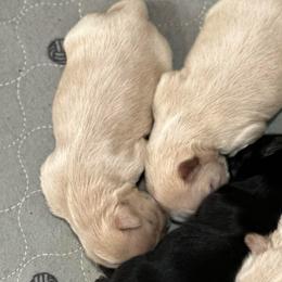 Caramel - Liver and white male Shih Tzu puppy in Boaz, Alabama from Happy Haven Farm