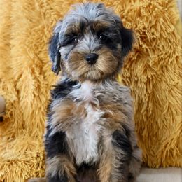 Maple - Merle female Bernedoodle puppy in Murray, Utah from Sun Valley Doodles