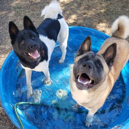 Akita Puppies from Mizuki Akita LLC.