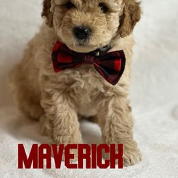 Goldendoodle Puppies from GoldenHearted Doodles