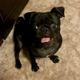 Faith - Pug
