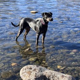 Catahoula Leopard Dogs from Cottonwood Creek Catahoula’s