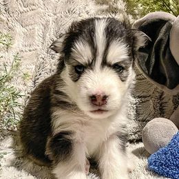 Siberian Huskies from Montana Huskies
