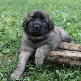 Leonberger Puppies from Bluebonnet Leos