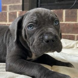 Cane Corso Puppies from Trained To Go Corso Kennels (T.T.G. Corso Kennels)