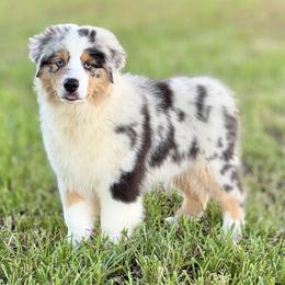 Jackson - Black tri-color male Australian Shepherd puppy in Crosby, Texas from Monarch Australian Shepherds