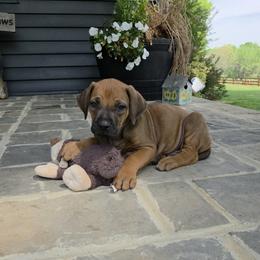 Jabari - Rd whtn blk nose male Rhodesian Ridgeback puppy in Gaffney, South Carolina from Circle D Farms