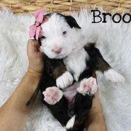 Brooklyn - Tri-color female Bernedoodle puppy in Casa Grande, Arizona from AzDoodle Dandies