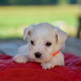 Onna - White female Miniature Schnauzer puppy in Sumner, Texas from 3M Kennels, LLC
