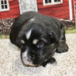 Black Tri 1 - Black tri female Miniature Australian Shepherd puppy in Ronan, Montana from Dirt Road Aussie’s of Montana