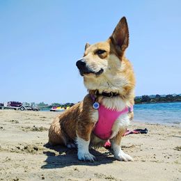Faye - Pembroke Welsh Corgi