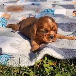 Celeste - Ruby female Cavalier King Charles Spaniel puppy in Rockville, Maryland from Skais the Limit