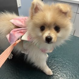 Pomeranian Puppies from Cherokee Pomeranians