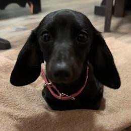 Berny - Dachshund
