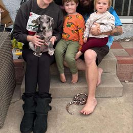 Great Dane Puppies from Phoenix Family Danes