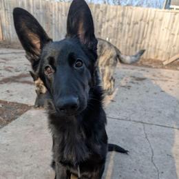 Riot - German Shepherd