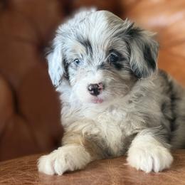 Monday - Blue merle female Aussiedoodle puppy in Granbury, Texas from Triple Cross Doodles
