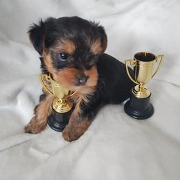 Boy 2 - Black and gold male Yorkshire Terrier puppy in St. Louis, Missouri from Yorkieville Pups Of Love