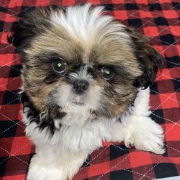 Girl 3 - Shih Tzu puppy in Wooster, Ohio from Mending Hearts Shih Tzu's