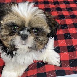 Girl 3 - Shih Tzu puppy in Wooster, Ohio from Mending Hearts Shih Tzu's