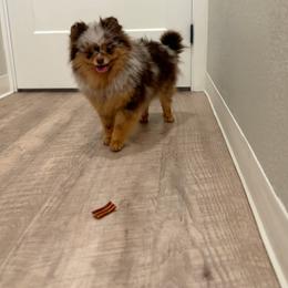 AKC Channel - Chocolate merle female Pomeranian puppy in Santa Rosa, California from Cute California Poms