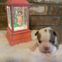 Molly AKC - Lilac female Boston Terrier puppy in Imperial, Missouri from Boston Kup Breeders