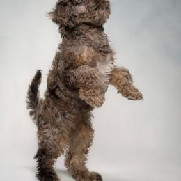 Cavalier King Charles Spaniel and Cavapoo Puppies from Hattie’s Texas Cavapoos