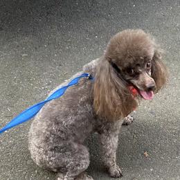 Goldendoodle and Poodle Puppies from South Sound Doodles