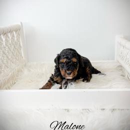 Malone - Phantom male Goldendoodle puppy in from Pink Poodles and Doodles